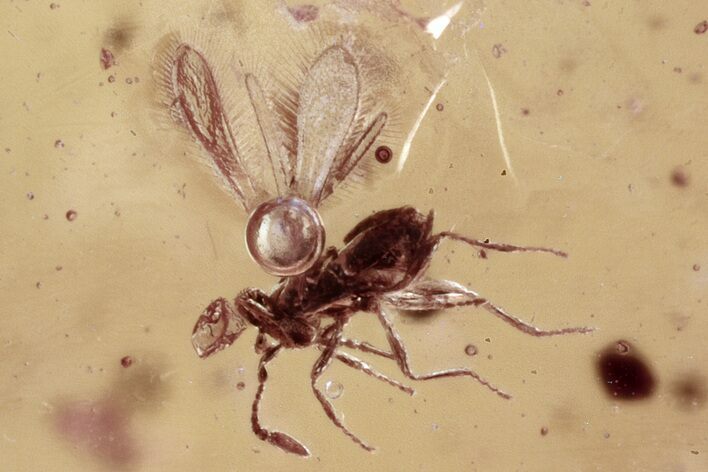 Fossil Fairy Wasp and True Midges in Baltic Amber #330622